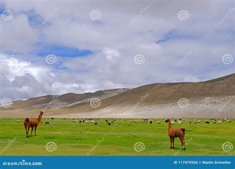 Lamas and Sheeps on Beautiful Altiplano Landscape, Uyuni, Bolivia Stock Photo - Image of alpaca ...