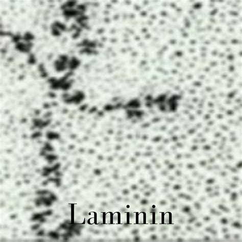 Laminin — Seele