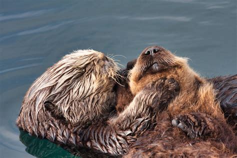 Threatened and Endangered — The Otter Project