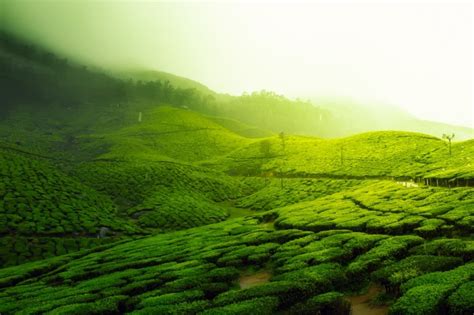 清晨绿色茶园风景图片 - 站长素材