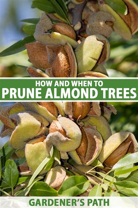 How and When to Prune Almond Trees | Gardener’s Path