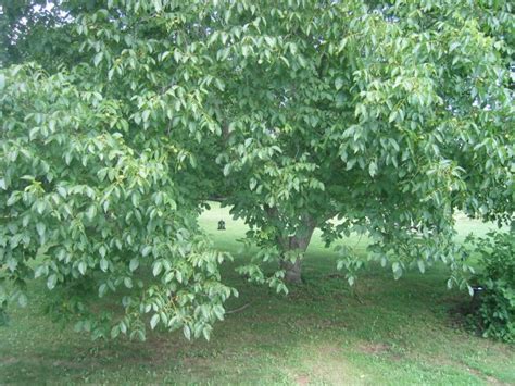 English Walnut tree