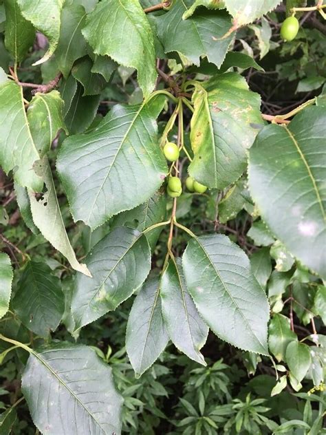 Viburnum Lentago: Growing Tips, Uses, and Benefits | All You Need to Know