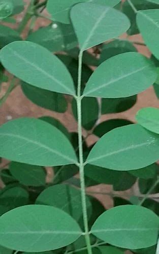 Indigofera Tinctoria at Rs 80/kilogram | इंडिगो लीव्स in Tindivanam ...