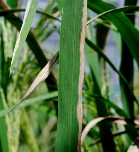 Bacterial blight - IRRI Rice Knowledge Bank