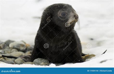 Black Fur Seal Pup in the Snow Stock Photo - Image of outdoors, snowing ...