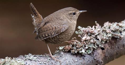 Winter Wren Life History, All About Birds, Cornell Lab of Ornithology