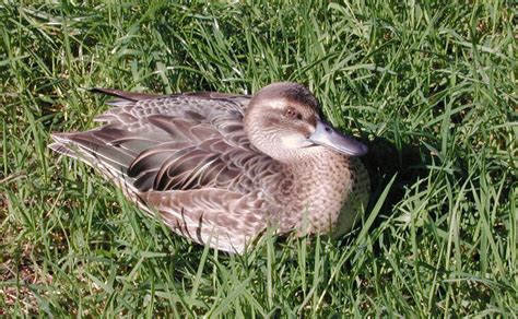 Image*After : photos : duck female feathers beak nostrils