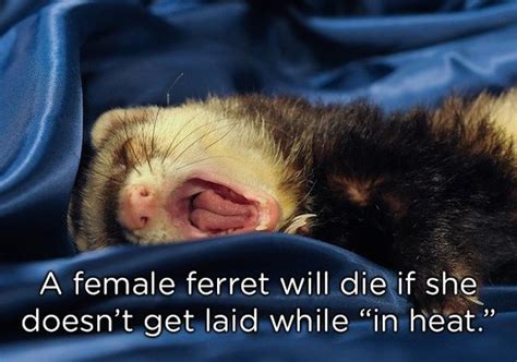 Weird Animal Facts (22 pics)