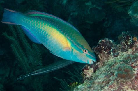 Facts About Parrotfish & Coral Reefs