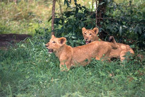 Asiatic Lion Cubs Photograph by E. Hanumantha Rao - Fine Art America