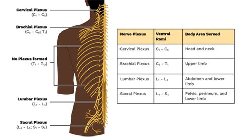 Nerve Plexus - Labster