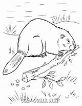 Beaver Coloring Pages For Kids  Clowncoloringpages sketch template