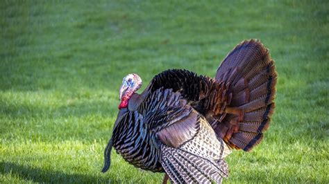 Bird flu found in local turkey flock | Anglo Celt