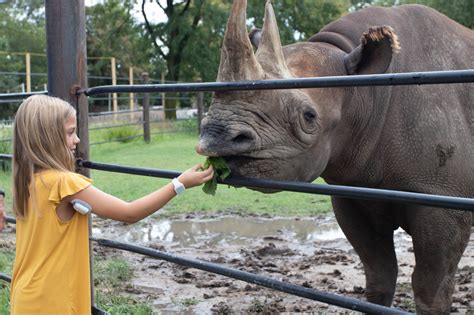 Rhino Encounter – Sedgwick County Zoo