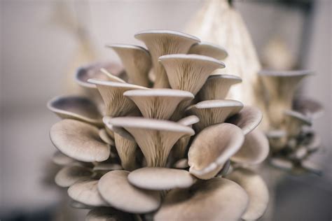 7 Incredible Health Benefits Of Oyster Mushrooms