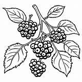 Ripe Blackberries coloring Page Lulu Pages sketch template