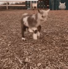 Funny Baby Goat Jumping - takeoutmoms