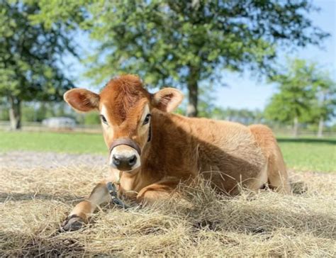 Popular Breeds of Dairy Cattle — Farm Fresh Family