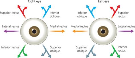 Physiology of the eye | Ento Key