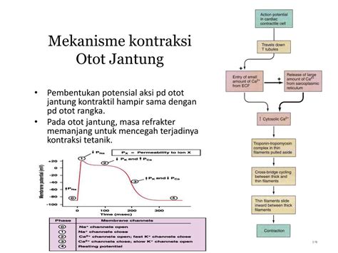 PPT - FISIOLOGI JANTUNG PowerPoint Presentation, free download - ID:3284507