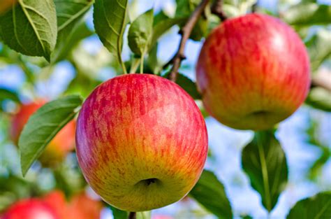 Fuji Apples Pictures | Download Free Images on Unsplash