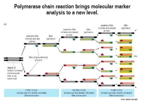 Molecular markers types and applications