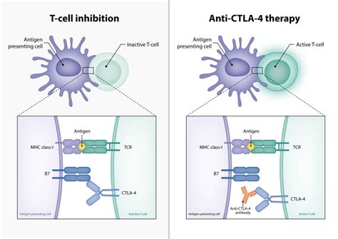 Anti-CTLA-4 therapy illustration