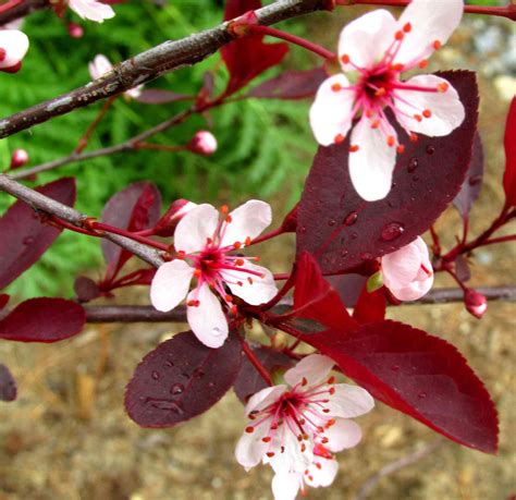 Purple Leaf Shrub With Pink Flowers