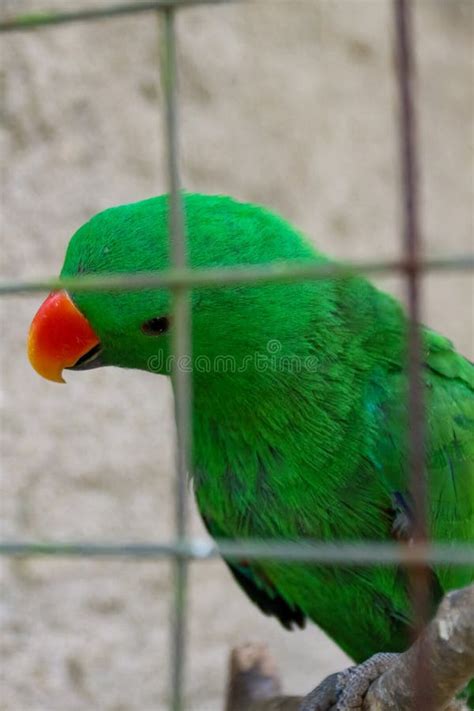 The Parrot with the Scientific Name Eclectus Rotatus is Green in a Cage ...