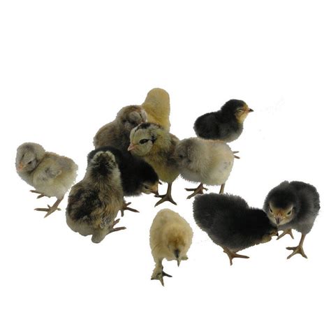 Bantam Chicken Hatching Eggs Assortment | Stromberg's Chickens