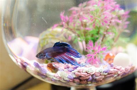 What is the Recommended Tank Size for a Betta Fish?