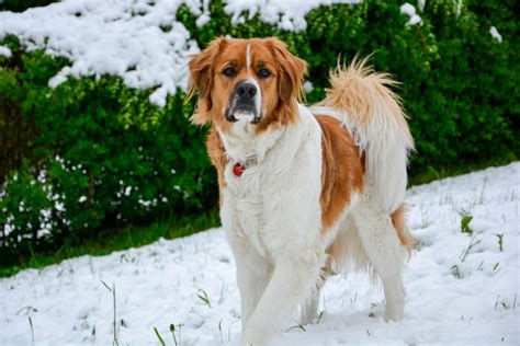 Saint Bernese (St. Bernard & Bernese Mountain Dog Mix): Info, Pictures, Facts | Hepper