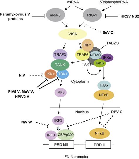 Paramyxoviridae and Pneumoviridae | Veterian Key