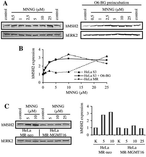 Translocation of MSH2 is triggered by the induction of O 6-MeG in DNA.... | Download Scientific ...