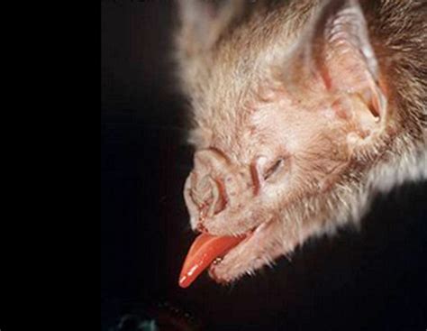 Vampire Bats' Blood Diet Numbed Their Taste Buds | Discover Magazine