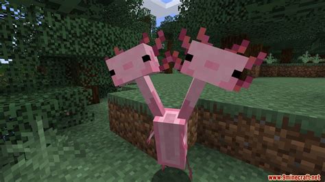 Axolotls Mod (1.19.2, 1.18.2) - Adorable, Unique Creatures - Mc-Mod.Net