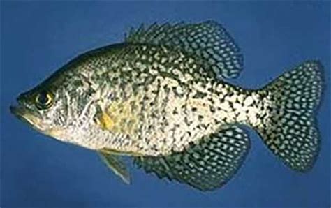 SPECIES SPOTLIGHT: Black Crappie | Coastal Angler & The Angler Magazine