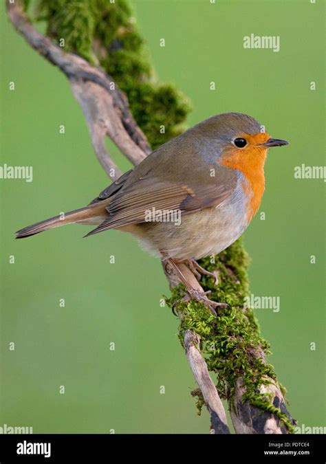 Robin on branch hi-res stock photography and images - Alamy