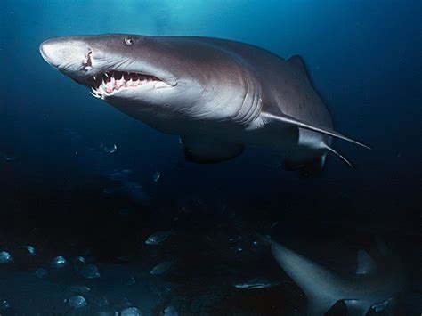 Why Do Sharks Attack? | Britannica