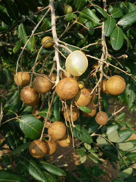 Growing a longan tree - GardenDrum