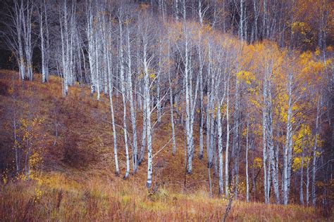 Fall Aspen Photo Aspen Trees Fall Colorado Art Fall Meadow - Etsy