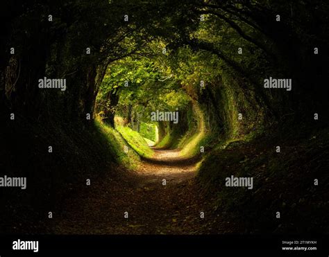 Halnaker Tree Tunnel Stock Photo - Alamy