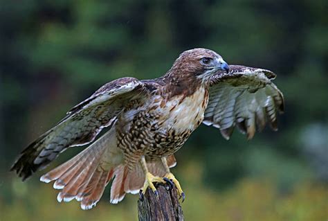 370+ Red Tailed Hawk Wings Spread Stock Photos, Pictures & Royalty-Free ...