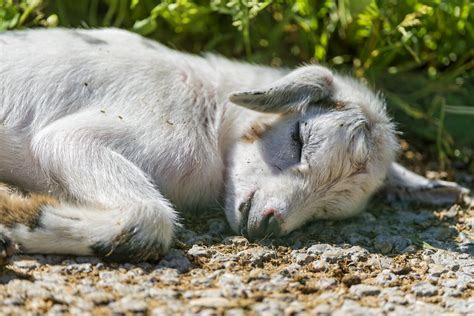 Sleeping baby goat | One of the two goat babies you saw befo… | Flickr