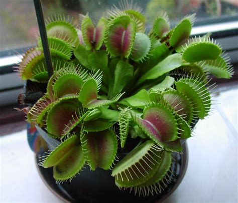 Cute Potted Insectivorous Plant Seeds Dionaea Giant Clip Venus Flytrap Seeds