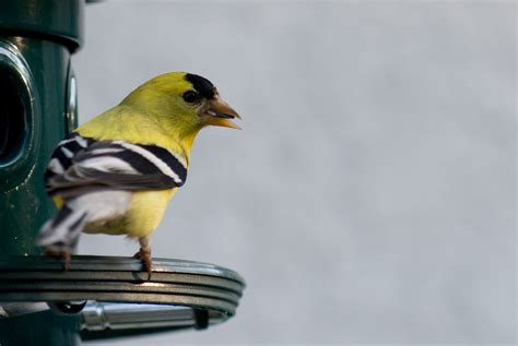 New Jersey State Bird Eastern Goldfinch now American Goldfinch aka Wild Canary State Birds ...