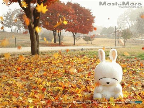 South Korea Autumn Wallpapers - Wallpaper Cave