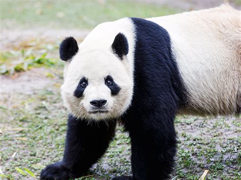 Giant Panda | Zoo Aquarium Madrid