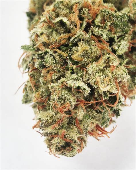 Flower Strains * Mountain Sun Botanicals